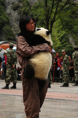 File photo shows one panda keeper is taking care of a panda suffering the Sichuan earthquake. [China.org.cn] 