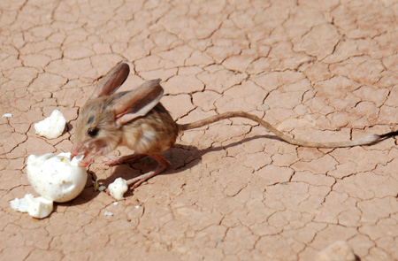 Photo taken on May 13, 2009 shows a Long-eared Jerboa at the scenic spot of the Mountain of Flames (Huoyanshan) in Turpan City, northwest China's Xinjiang Uygur Autonomous Region. The Long-eared Jerboa, a species on the edge of extinction living in desert habitat, is a mouse-like rodent with a long tail, long hind legs, and exceptionally large ears.[Xinhua]