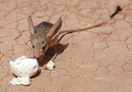 Photo taken on May 13, 2009 shows a Long-eared Jerboa at the scenic spot of the Mountain of Flames (Huoyanshan) in Turpan City, northwest China's Xinjiang Uygur Autonomous Region. The Long-eared Jerboa, a species on the edge of extinction living in desert habitat, is a mouse-like rodent with a long tail, long hind legs, and exceptionally large ears.[Xinhua]