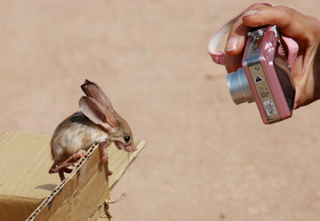 A tourist takes photo of a Long-eared Jerboa at the scenic spot of the Mountain of Flames (Huoyanshan) in Turpan City, northwest China's Xinjiang Uygur Autonomous Region, May 13, 2009. The Long-eared Jerboa, a species on the edge of extinction living in desert habitat, is a mouse-like rodent with a long tail, long hind legs, and exceptionally large ears.[Xinhua]