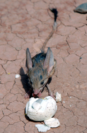 Photo taken on May 13, 2009 shows a Long-eared Jerboa at the scenic spot of the Mountain of Flames (Huoyanshan) in Turpan City, northwest China's Xinjiang Uygur Autonomous Region. The Long-eared Jerboa, a species on the edge of extinction living in desert habitat, is a mouse-like rodent with a long tail, long hind legs, and exceptionally large ears.[Xinhua]