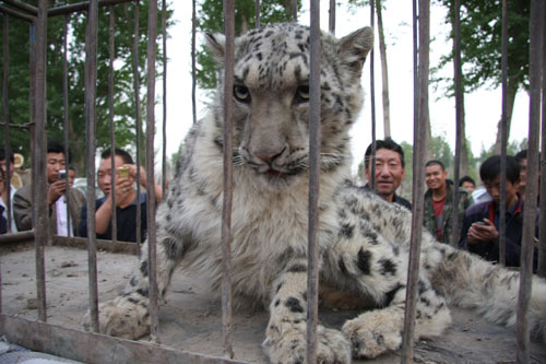 Photo taken shows a snow leopard captured in a northwestern Chinese village. No decision has been made if it will be released into the wild, an animal researcher said Wednesday. [people.com.cn]
