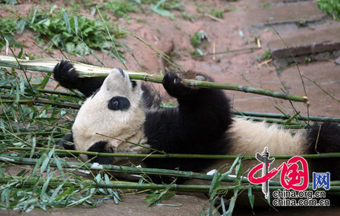 Photo taken on April 28, 2009 shows one of the six pandas is eating bamboos in the Bifengxia panda base. [China.org.cn]