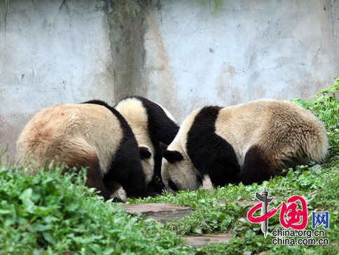 Photo taken on April 28, 2009 shows three of the six pandas are playing in the Bifengxia panda base. [China.org.cn] 