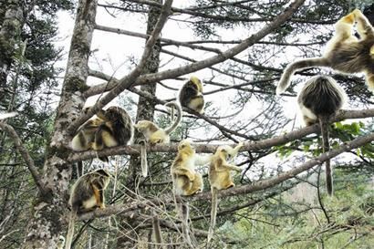 Six babies were born into the families of golden monkeys living in the Shennongjia Nature Reserve in central China’s Hubei Province in spring this year. The management department of the nature reserve has been canvassing names for the six lovely baby monkeys from the public since May 11.