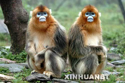 Two golden monkeys living in the Shennongjia Nature Reserve in central China's Hubei Province. [Xinhua]