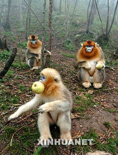 Golden monkeys living in the Shennongjia Nature Reserve in central China's Hubei Province. [Xinhua] 