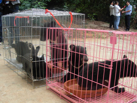 Six little bears moved into the Yunnan Wildlife Asylum Center in Kunming, Yunnan Province on Thursday, after they were rescued by anti-smuggling police.