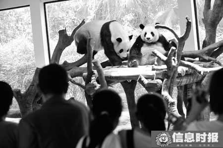 The pandas were taken to Guangdong province from Sichuan a year ago and have adapted well to their new environment and diet. [Information Times]