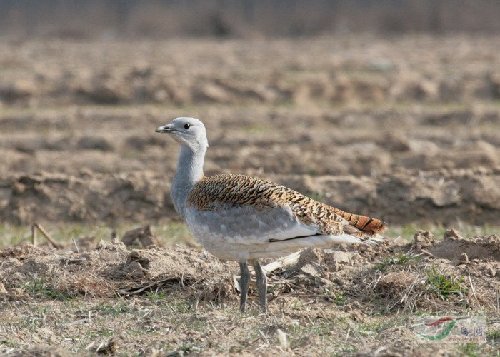 A great bustard living in the Baiyangdian Wetland, Hebei Province. With the improvement of the environment in the area since 2006, numbers of the endangered species have increased measurably. [China.com.cn]