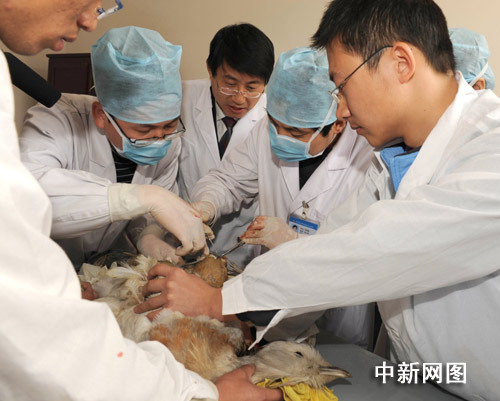 Photo caption: Doctors conduct surgery on an injured great bustard in a wildlife protection center in Cangzhou, Hebei Province, on April 16, 2009. [Chinanews.com.cn]