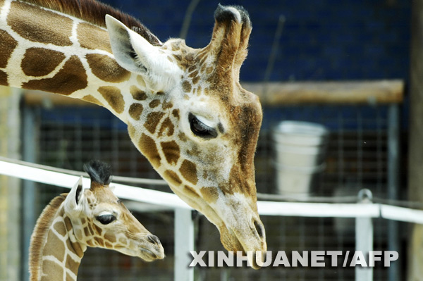 A four-week old giraffe snuggles up to its mother in a zoo in Berlin, Germany. The baby giraffe was presented to the public as shown in this photo taken on May 15. [Photo: Xinhuanet/AFP]