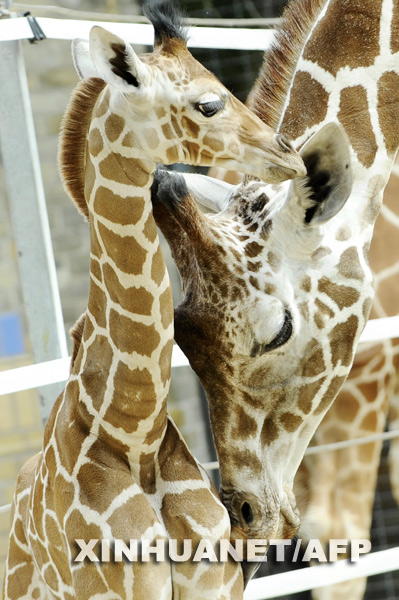 A four-week old giraffe snuggles up to its mother in a zoo in Berlin, Germany. The baby giraffe was presented to the public as shown in this photo taken on May 15. [Photo: Xinhuanet/AFP]