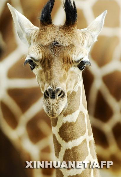 The baby giraffe was presented to the public as shown in this photo taken on May 15. [Photo: Xinhuanet/AFP] 