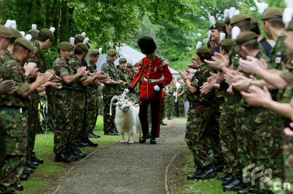 Goat Major L/Cpl Ryan Arthur of the 1st Battalion, The Royal Welsh, leads the regiment's goat William Windsor on his retirement parade. Eight and a half year old 'Billy' was given a full military send off as he headed to Whipsnade Zoo where he will spend the rest of his life.[CFP]