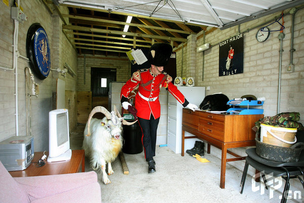 Goat Major L/Cpl Ryan Arthur of the 1st Battalion, The Royal Welsh, prepares the regiment's goat William Windsor for his retirement parade. Eight and a half year old 'Billy' was given a full military send off as he headed to Whipsnade Zoo where he will spend the rest of his life.[CFP]