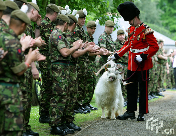 Goat Major L/Cpl Ryan Arthur of the 1st Battalion, The Royal Welsh, leads the regiment's goat William Windsor on his retirement parade. Eight and a half year old 'Billy' was given a full military send off as he headed to Whipsnade Zoo where he will spend the rest of his life.[CFP]