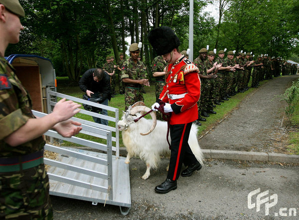 Goat Major L/Cpl Ryan Arthur of the 1st Battalion, The Royal Welsh, leads the regiment's goat William Windsor on his retirement parade. Eight and a half year old 'Billy' was given a full military send off as he headed to Whipsnade Zoo where he will spend the rest of his life.[CFP]