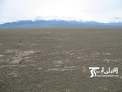 The worms, with a density of up to 3,000 per square meter, consumed the grassland like mowers, leaving only the brown soil behind them. 