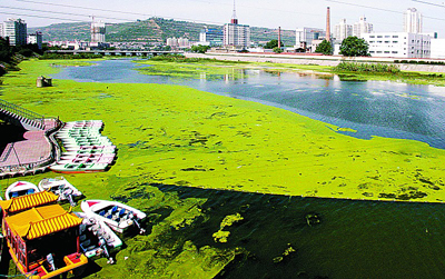 Jinwei Lake, covered by green aquatic plants, is pictured on Thursday, May 21, 2009. The lake, known as the lung of city Baoji of Shaanxi Province, had its water quality affected by the rapid growth of algae previously, in 2007. [Chinese Business View] 