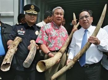 Environment Secretary Lito Atienza, center, Customs Commissioner Napoleon Morales, right, and Customs Enforcement and Security Service Chief Superintendent Jose Yuchongco show media confiscated elephant tusks Wednesday, May 20, 2009 at a customs warehouse in Manila, Philippines. The prohibited shipment of elephant tusks were found inside two container vans estimated worth at U.S. $2 million and found hidden between sacks of plastic scraps. [Pat Roque/CCTV/AP Photo] 