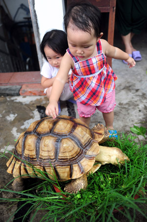 Two kids frolick with a giant tortoise weighing over 20 kg, at Jiaji Township, Qionghai City, south China's Hainan Province, May 21, 2009. A local citizen surnamed Huang purchased the then a quarter-kg-weight African spurred tortoise, or the Geochelone sulcata in Latin, and brought it back to breed as a pet some 4 years ago. Now it has grown up to over 40 kg. [Meng Zhongde/Xinhua]