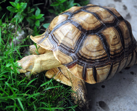 A giant tortoise weighing over 20 kg grazes on the grass, at Jiaji Township, Qionghai City, south China's Hainan Province, May 21, 2009. [Meng Zhongde/Xinhua]