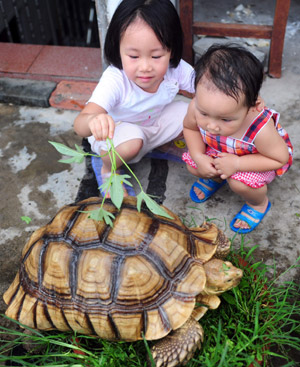 Two kids amuse themselves with a giant tortoise weighing over 20 kg, at Jiaji Township, Qionghai City, south China's Hainan Province, May 21, 2009. [Meng Zhongde/Xinhua]
