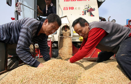 Two villagers level the piling up wheat kernels poured down from the combined harvester, at Yanhu District, Yuncheng City, north China's Shanxi Province, May 21, 2009. [Xue Jun/Xinhua]