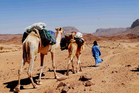 Camels of Chinese explorers are found in the Sahara Desert, May 22, 2009. 