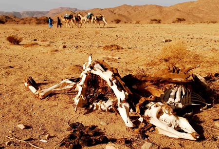 Chinese explorers walk in the Sahara Desert, May 22, 2009. 