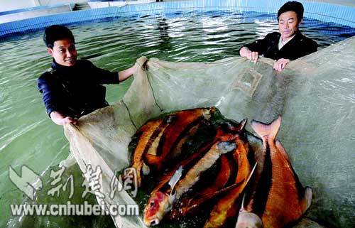 Workers of the Yichang Chinese Sturgeon Protection and Monitoring Center released more than 10 rare mullets into the Yangtze River recently.