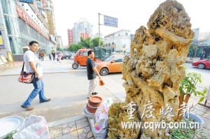 A stalactite on sale for a high price in the Wanghai Flower Market in Jiangbei District, Chongqing. 