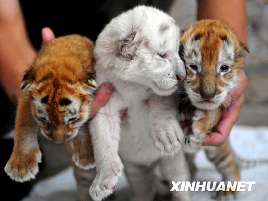 Golden tiger Jing Jing living in the Xiangjiang Safari Park of Guangzhou, south China, gave birth to triplets on May 17. Two of the triplets are golden tigers and one snow tiger. The triplets will make debut with the public on the traditional Chinese Dragon Boat Festival which falls on May 28 this year.