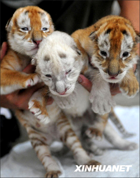 Golden tiger Jing Jing living in the Xiangjiang Safari Park of Guangzhou, south China, gave birth to triplets on May 17. Two of the triplets are golden tigers and one snow tiger. The triplets will make debut with the public on the traditional Chinese Dragon Boat Festival which falls on May 28 this year.