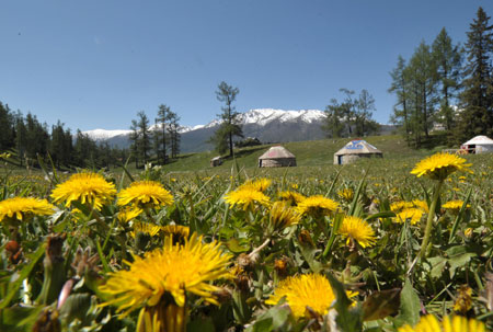 The photo taken on May 29, 2009 shows blooming flowers in the Kanas tourism zone in northwest China&apos;s Xinjiang Uygur Autonomous Region. Flowers started to blossom in this scenic spot since May. (Xinhua/Zhao Ge) 