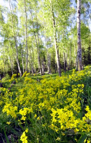 Photo taken on May 29, 2009 shows the beautiful flowers in a birch wood of the Kanas tourism zone in northwest China's Xinjiang Uygur Autonomous Region, on May 29, 2009. As the summer comes, the blooming flowers all around the valley here and the natural scenery of the Kanas Lake attract lots of tourists from at home and abroad. (Xinhua/Zhao Ge)