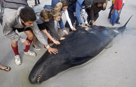 Members of the public help push back one of the dozens of pilot whales who beached itself at Kommetjie near Cape Town, May 30, 2009. About 55 whales were stranded on a beach near Cape Town on Saturday and rescue teams had to put some down after failing to return them all to the ocean, the sea rescue institute said. 