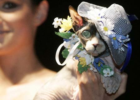 A cat wears an attire by a designer during the Pets Fashion Week Russia in Moscow, May 31, 2009.