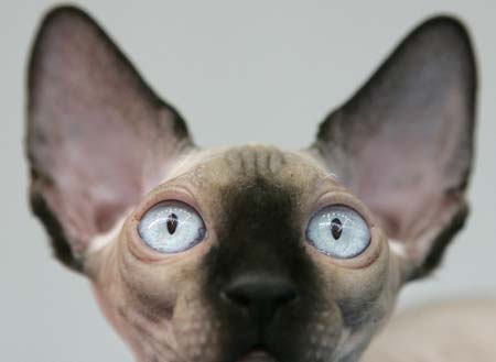 A Canadian Sphynx cat sits during an event at the Pets Fashion Week Russia in Moscow, May 30, 2009. 