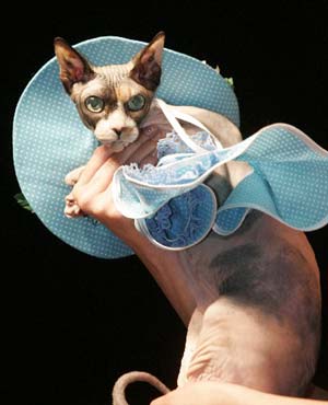 A cat wears an attire by a designer during the Pets Fashion Week Russia in Moscow, May 31, 2009.