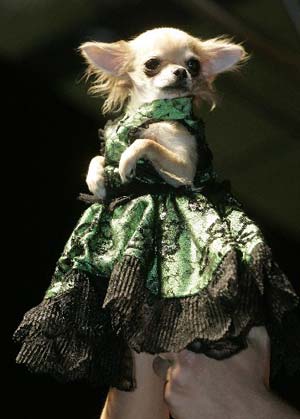 A dog wears an attire by a designer during the Pets Fashion Week Russia in Moscow, May 31, 2009.