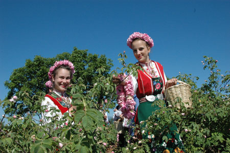 Bulgarian girls pick roses during the Rose Festival in Kazanluk, famous for rose in Bulgaria, May 31, 2009. The Rose Festival, held in Kazanluk on Sunday, included rose picking, dance performances and parade after the election of the Rose Queen. (Xinhua/Xie Xuemin)