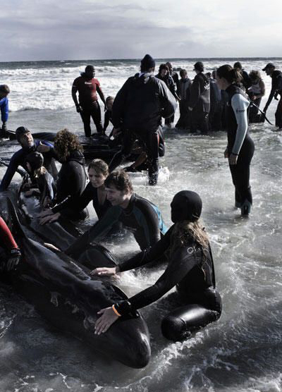 Volunteers and officials help to push back one of the dozens of pilot whales who beached itself at Kommetjie near Cape Town, May 30, 2009. About 55 whales were stranded on a beach near Cape Town on Saturday and rescue teams had to put some down after failing to return them all to the ocean, the sea rescue institute said. [Xinhua photo]