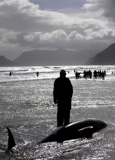 Volunteers and officials help to push back one of the dozens of pilot whales who beached itself at Kommetjie near Cape Town, May 30, 2009. About 55 whales were stranded on a beach near Cape Town on Saturday and rescue teams had to put some down after failing to return them all to the ocean, the sea rescue institute said. [Xinhua photo]