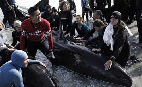 Volunteers and officials help to push back one of the dozens of pilot whales who beached itself at Kommetjie near Cape Town, May 30, 2009. About 55 whales were stranded on a beach near Cape Town on Saturday and rescue teams had to put some down after failing to return them all to the ocean, the sea rescue institute said. [Xinhua photo]