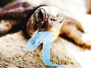 Turtles devouring fragments of plastic bags