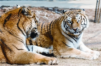 Two Manchurian tigers in the Changsha Zoo on May 9, 2009. [File photo from news.changsha.cn]