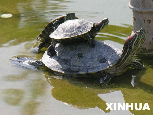 File photo: Red-eared slider