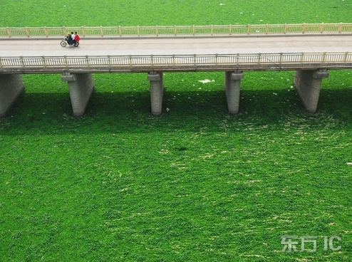 File photo shows the eichhornia crassipes (also called 'water hyacinth') covering the water.